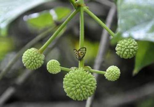 海南九市县实现中职免费教育10万多学生受益:十大外围足球平台app(图1) 十大外围足球平台app