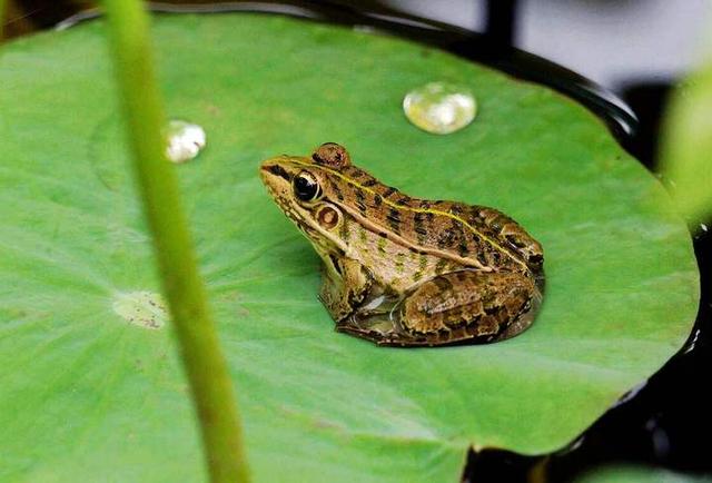 十大外围足球平台app